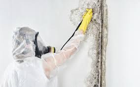 Professional Mold Inspection in Blakely, PA